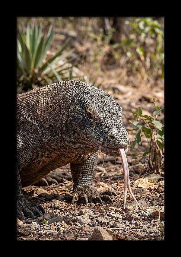 Komodo Dragons Unique Display