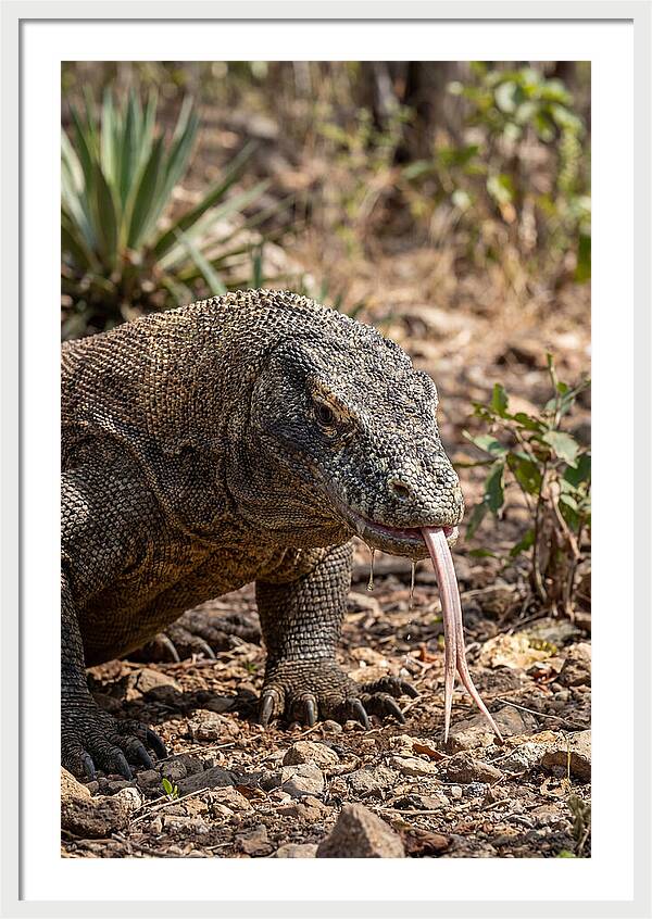 Komodo Dragons Unique Display