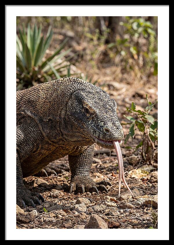 Komodo Dragons Unique Display