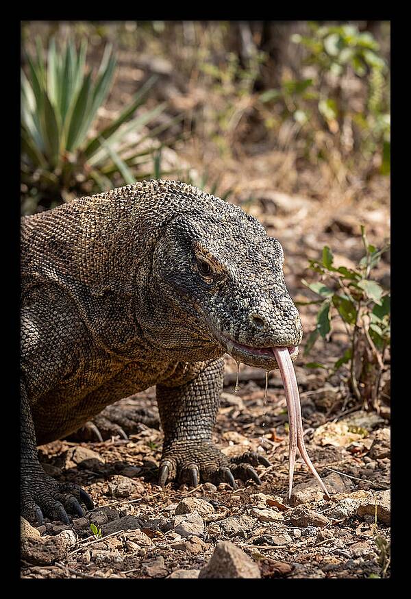 Komodo Dragons Unique Display
