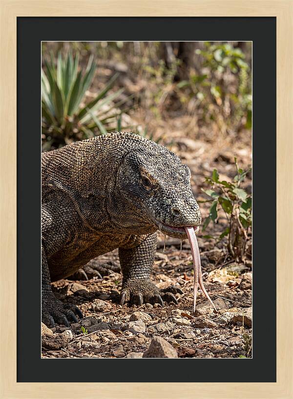 Komodo Dragons Unique Display