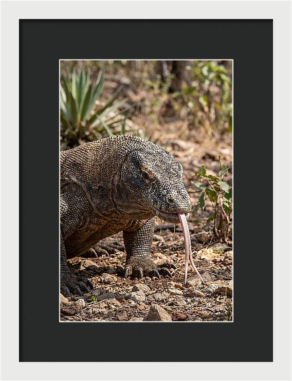 Komodo Dragons Unique Display