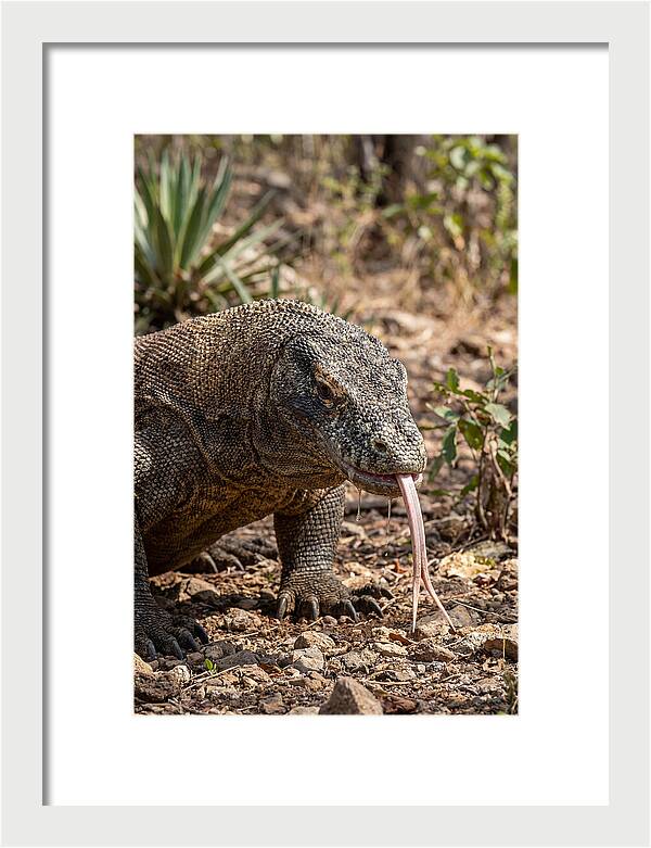 Komodo Dragons Unique Display