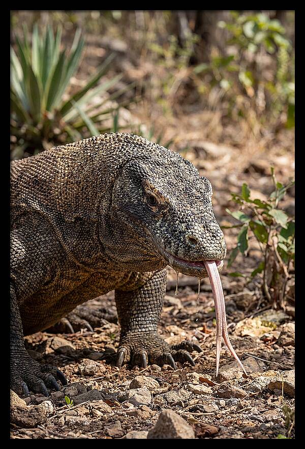 Komodo Dragons Unique Display