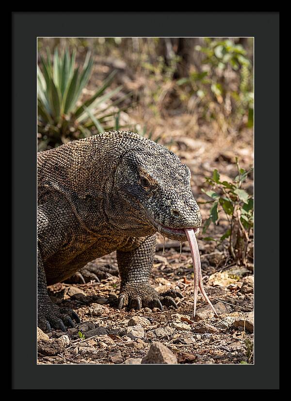 Komodo Dragons Unique Display