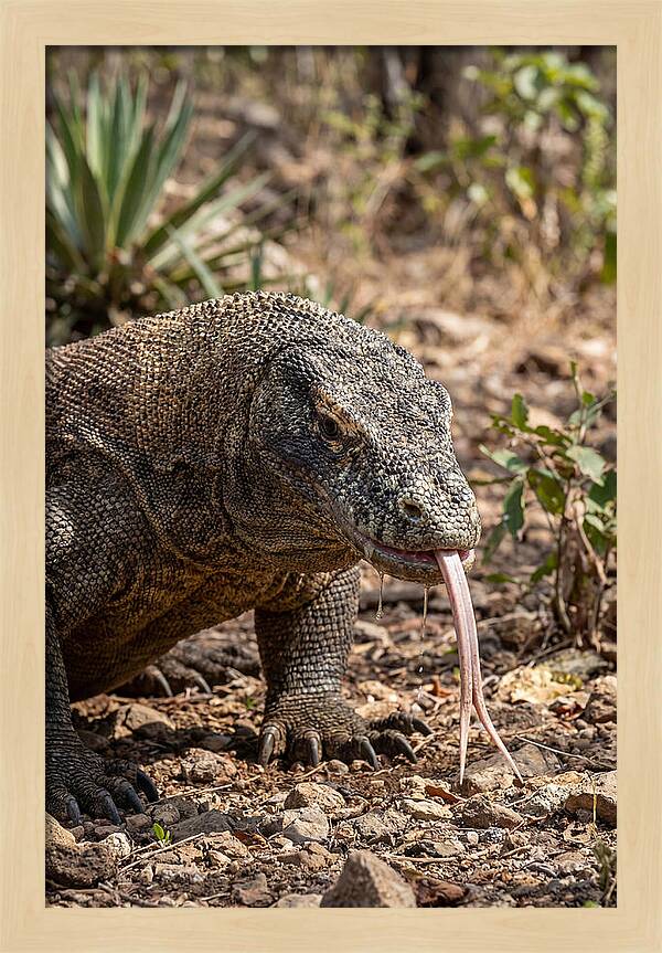 Komodo Dragons Unique Display