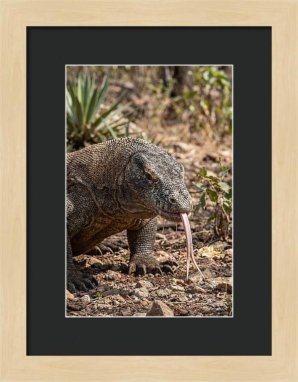Komodo Dragons Unique Display