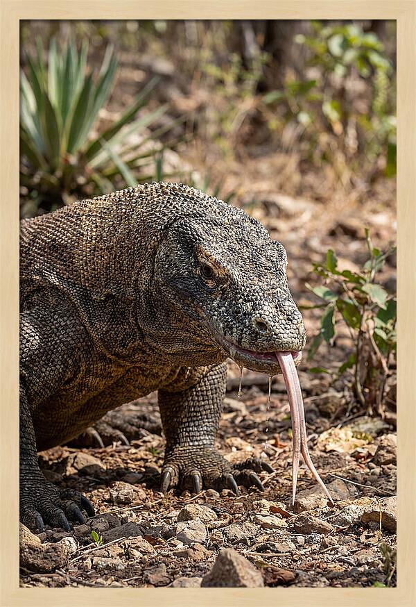 Komodo Dragons Unique Display