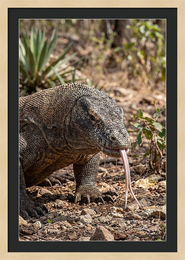 Komodo Dragons Unique Display