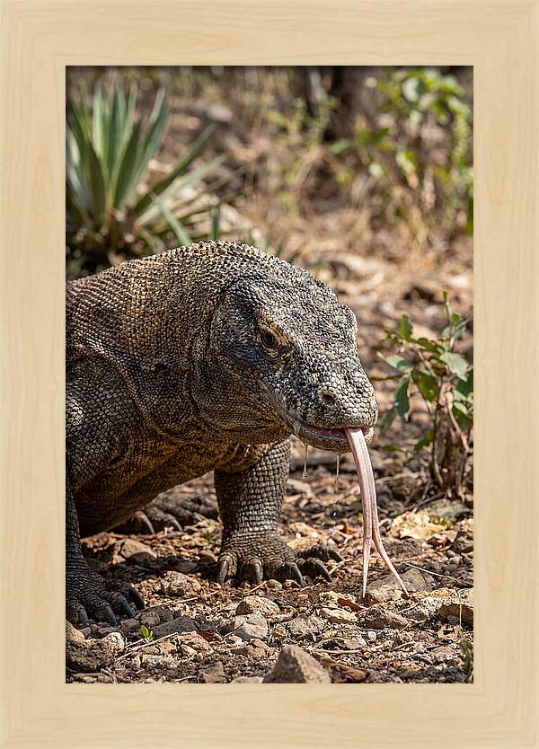 Komodo Dragons Unique Display