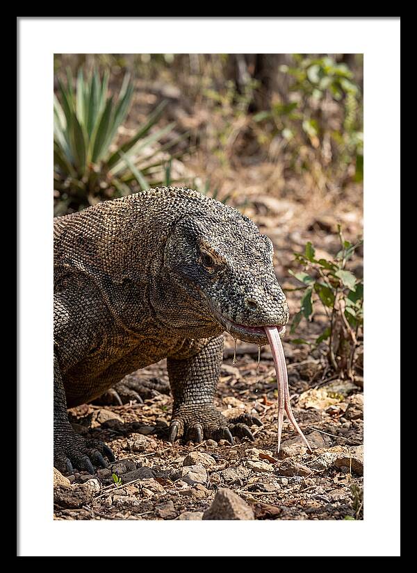 Komodo Dragons Unique Display