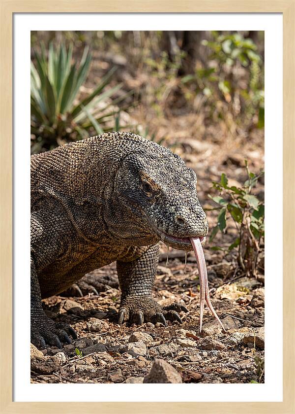 Komodo Dragons Unique Display