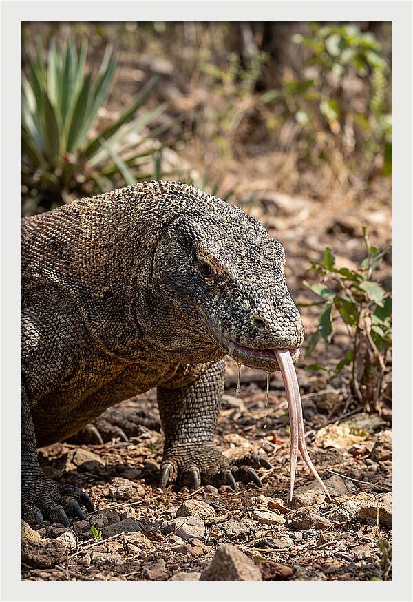 Komodo Dragons Unique Display