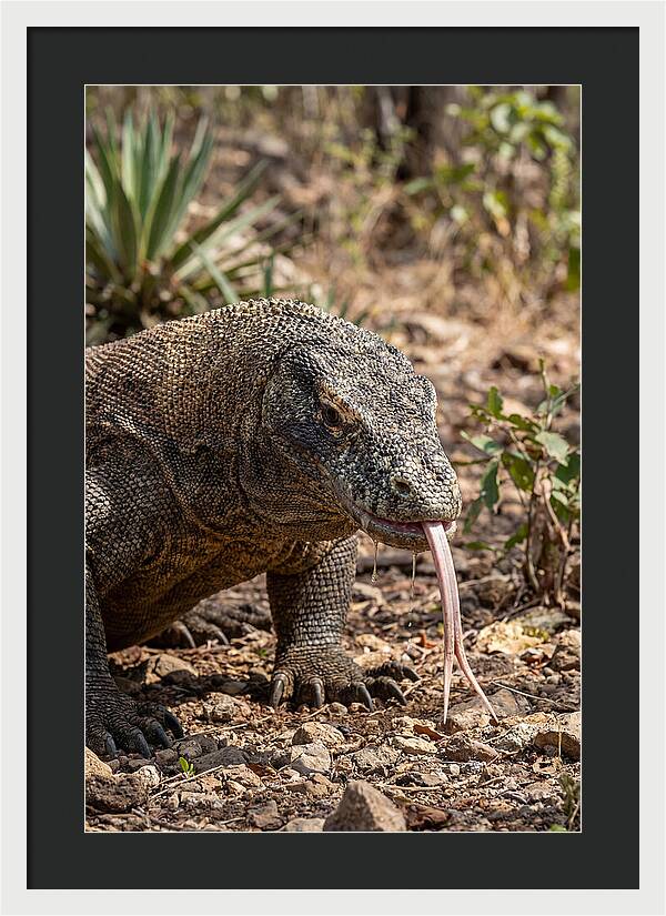 Komodo Dragons Unique Display