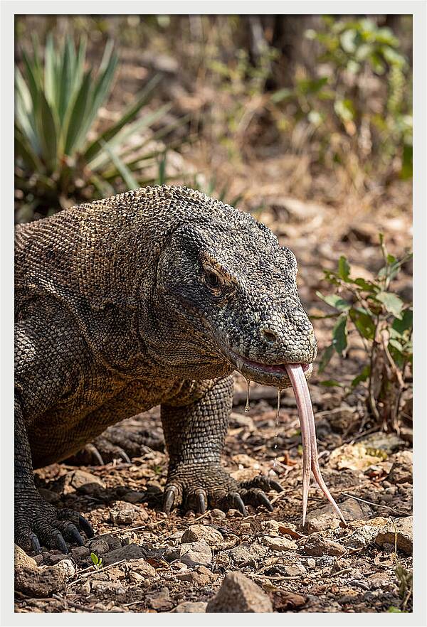 Komodo Dragons Unique Display