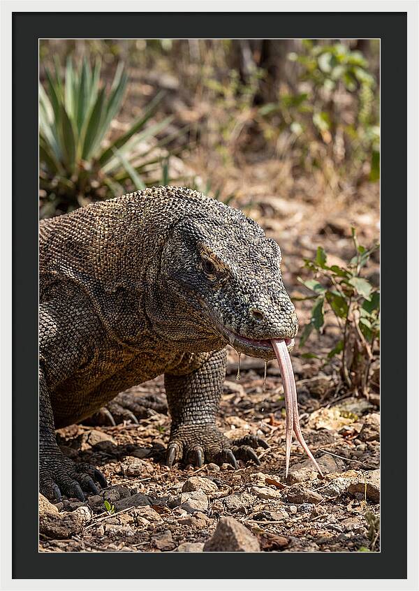 Komodo Dragons Unique Display