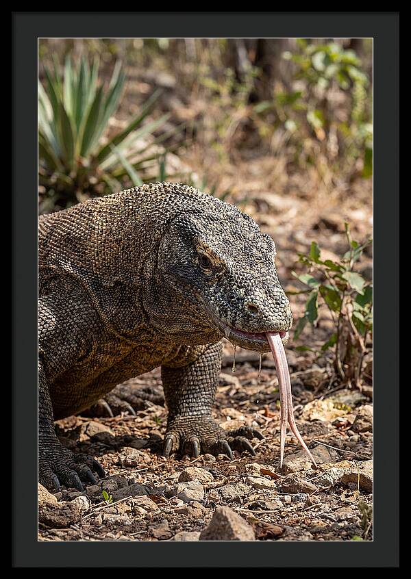 Komodo Dragons Unique Display
