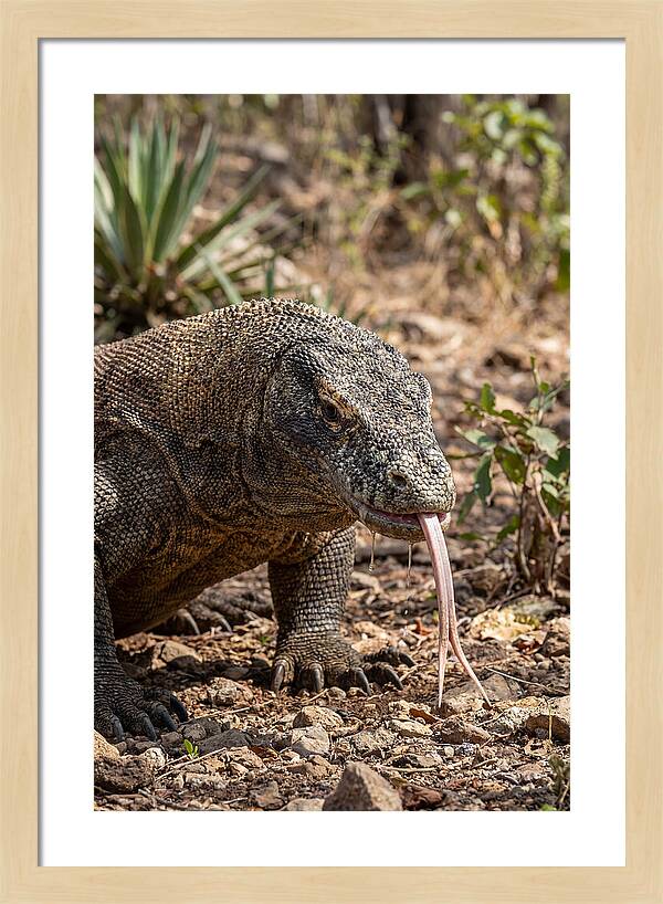 Komodo Dragons Unique Display
