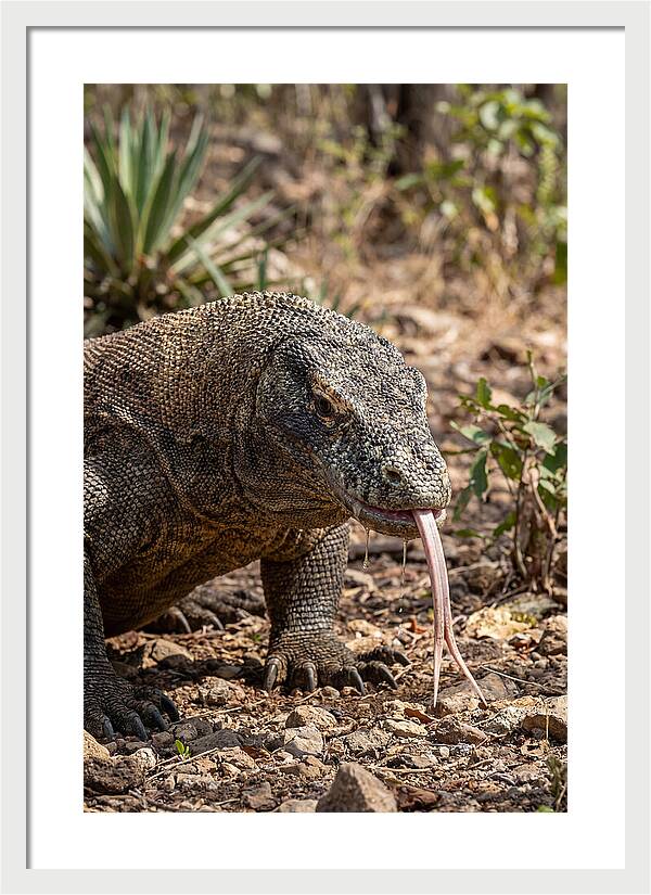 Komodo Dragons Unique Display