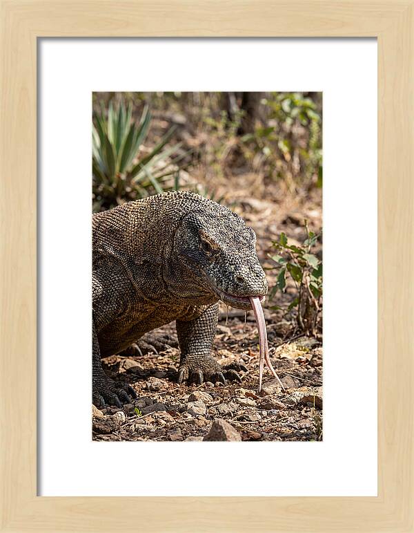 Komodo Dragons Unique Display