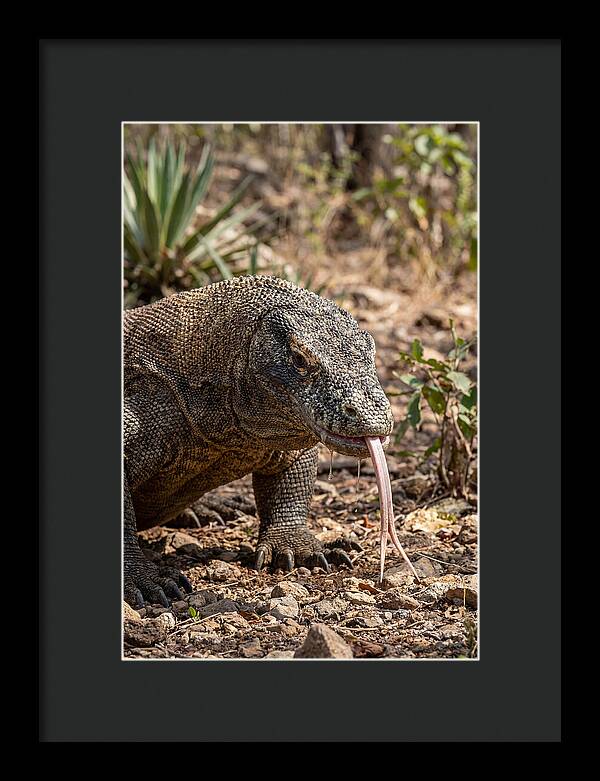 Komodo Dragons Unique Display