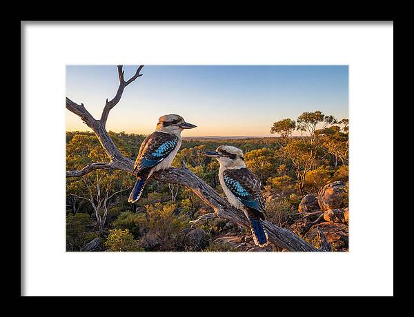 Kookaburra Pair On A Branch