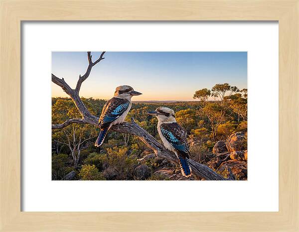Kookaburra Pair On A Branch