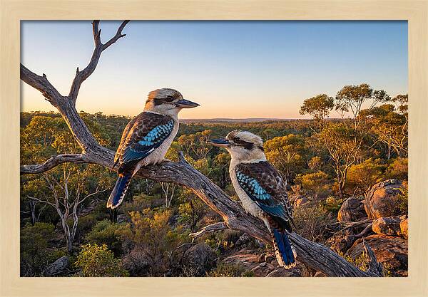 Kookaburra Pair On A Branch