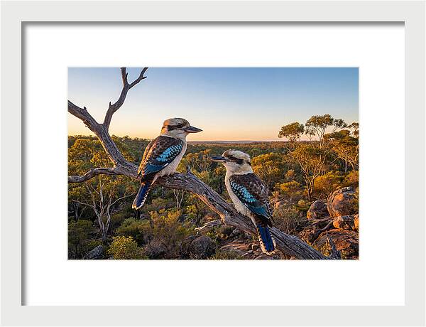 Kookaburra Pair On A Branch