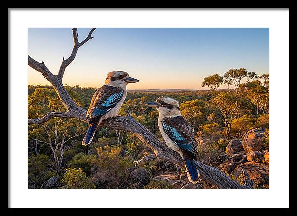 Kookaburra Pair On A Branch