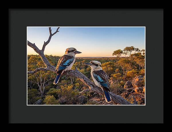 Kookaburra Pair On A Branch
