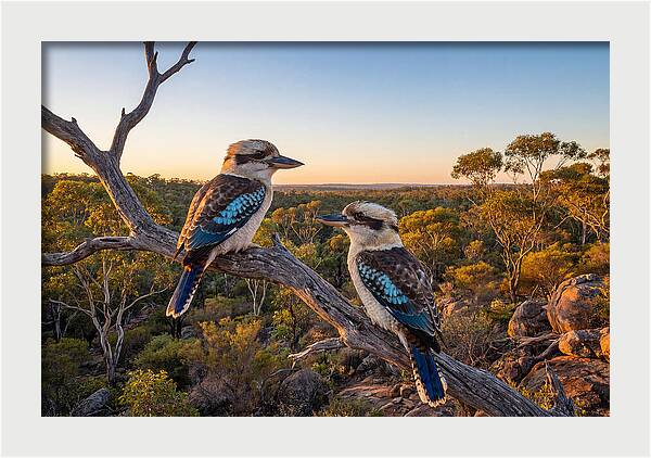 Kookaburra Pair On A Branch