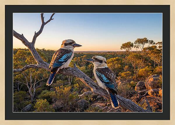 Kookaburra Pair On A Branch