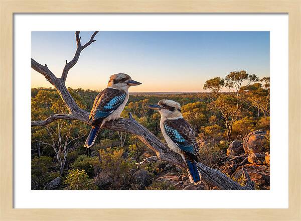 Kookaburra Pair On A Branch