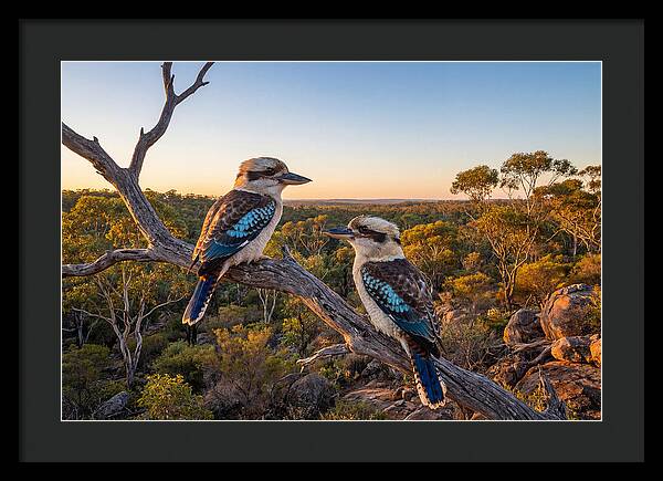 Kookaburra Pair On A Branch