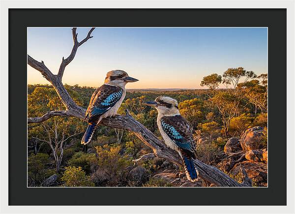 Kookaburra Pair On A Branch