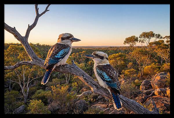 Kookaburra Pair On A Branch