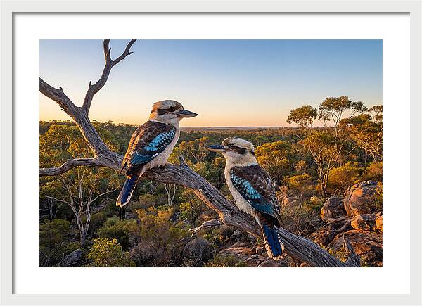 Kookaburra Pair On A Branch