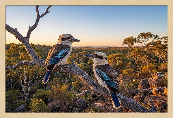 Kookaburra Pair On A Branch