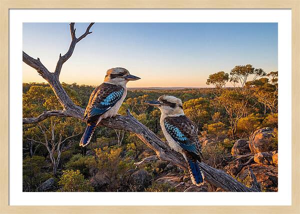 Kookaburra Pair On A Branch
