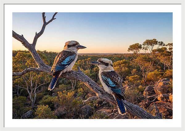 Kookaburra Pair On A Branch