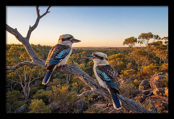 Kookaburra Pair On A Branch