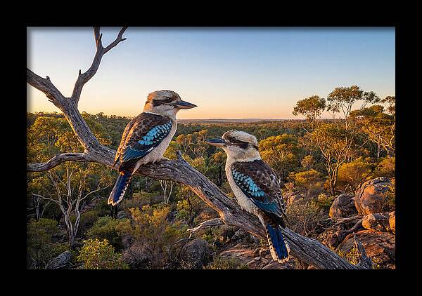 Kookaburra Pair On A Branch