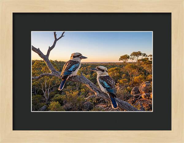 Kookaburra Pair On A Branch