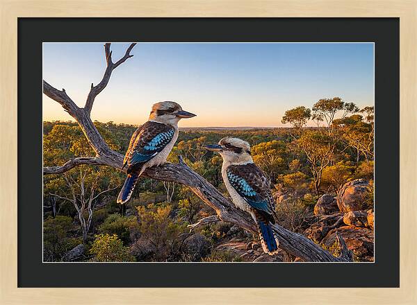 Kookaburra Pair On A Branch