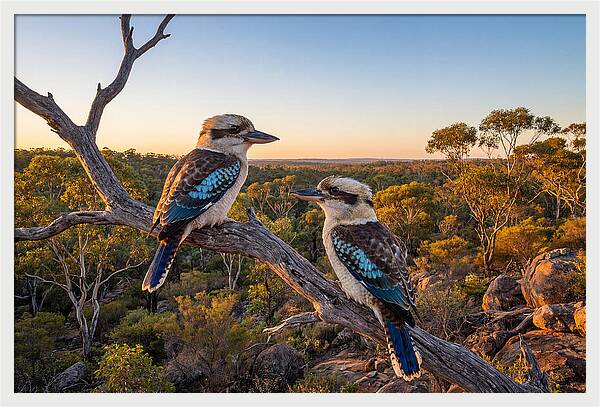 Kookaburra Pair On A Branch
