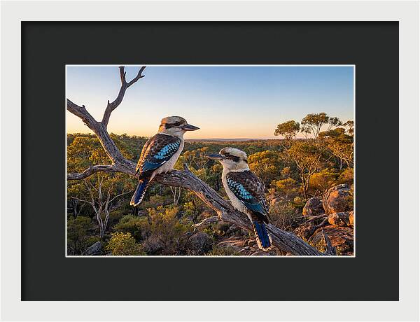 Kookaburra Pair On A Branch