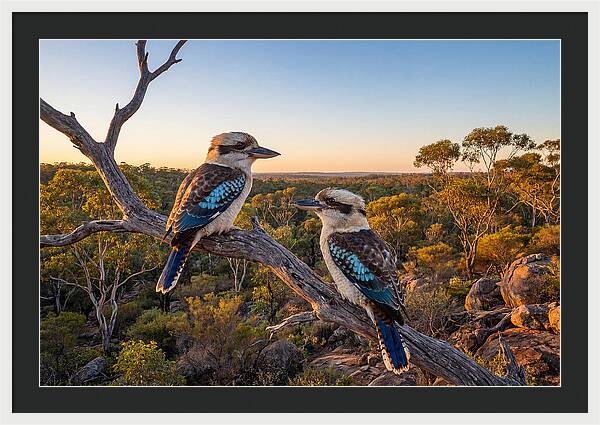Kookaburra Pair On A Branch
