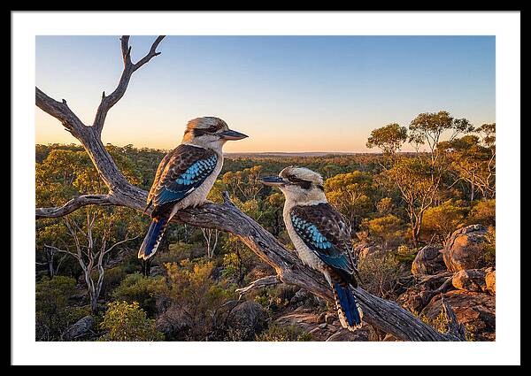 Kookaburra Pair On A Branch