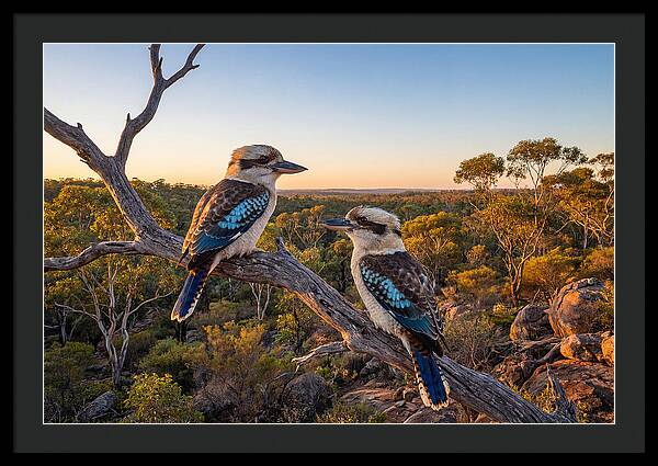 Kookaburra Pair On A Branch